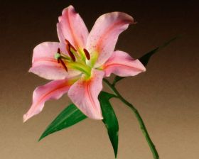 Oriental Lily 1