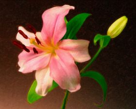 Oriental Lily 3
